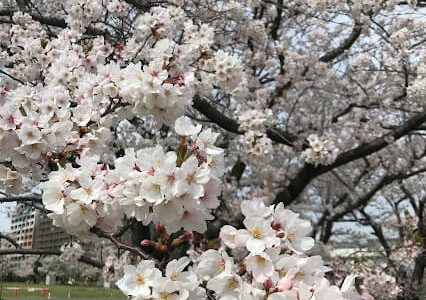 「桜」と犬の写真を撮る、公園の桜